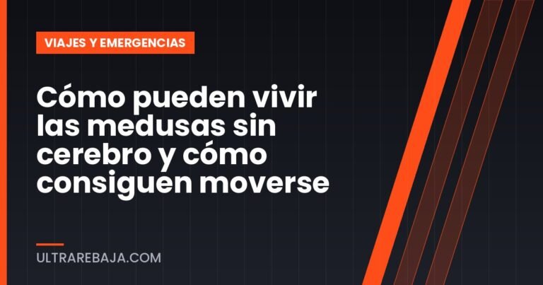 Cómo pueden vivir las medusas sin cerebro y cómo consiguen moverse