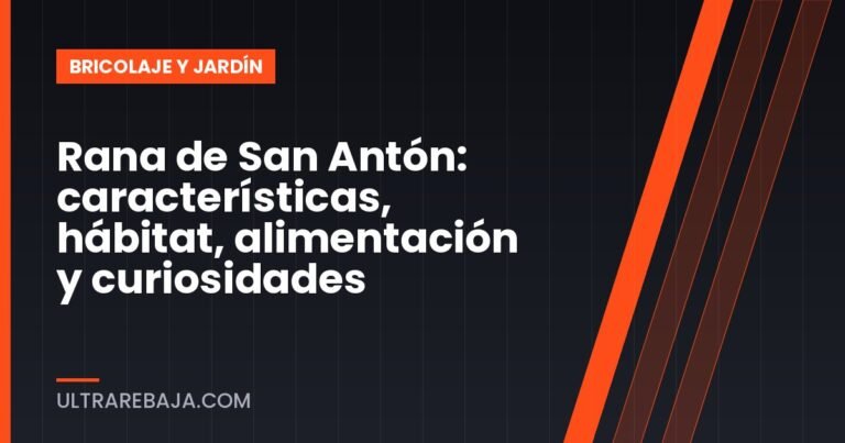 Rana de San Antón: características, hábitat, alimentación y curiosidades