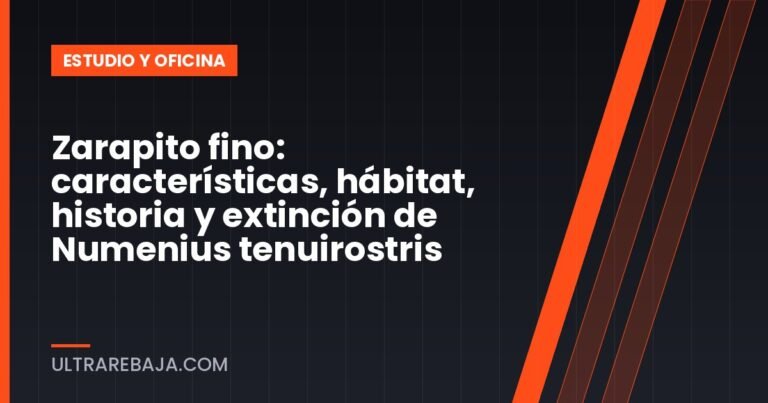 Zarapito fino: características, hábitat, historia y extinción de Numenius tenuirostris